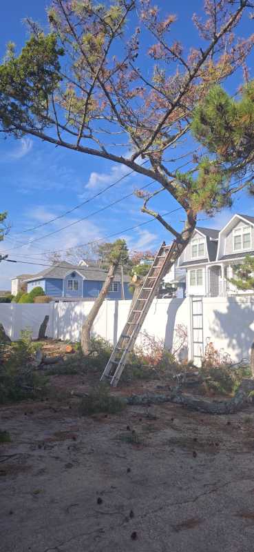 Sandoval Brothers Services LLC